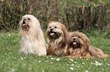 LHASSA APSO 299